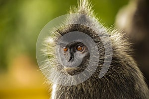 Portrait Silvered leaf monkey Trachypithecus cristatus or Silvery lutung silver leaf monkey.