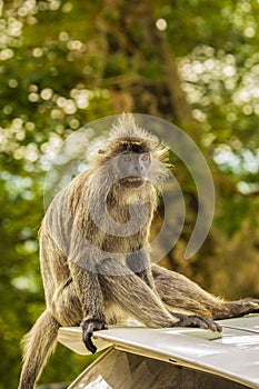 Portrait Silvered leaf monkey Trachypithecus cristatus or Silvery lutung silver leaf monkey.