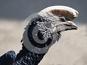 portrait of a Silvery-cheeked Hornbill, Bycanistes brevis, has a massive helmet on its beak