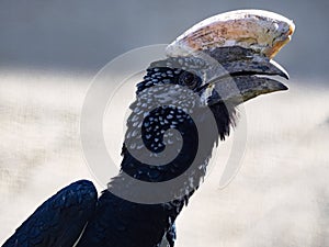 Portrait of a Silvery-cheeked Hornbill, Bycanistes brevis, has a massive helmet on its beak