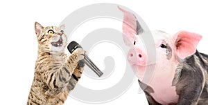 Portrait of a singing cat and piglet