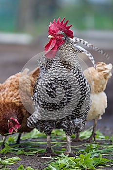 Portrait of a singing pied rooster close-up