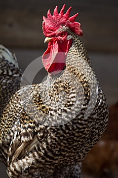 Portrait of a singing pied rooster close-up