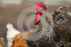 Portrait of a singing pied rooster close-up