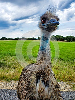Portrait of a single emu bird posing in the green field background