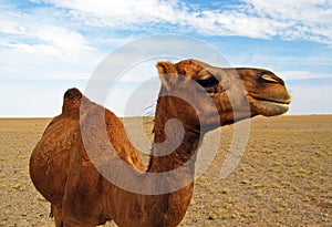 The portrait of single hump dromedary camel in desert