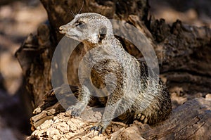 Portrait of Single Meerkat Sits on a Trunk with Alert Expression. Funny Suricata with Claws at its Natural Habitat