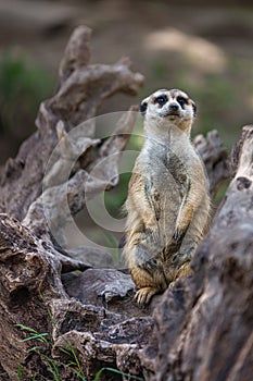Portrait of Single meerkat or Suricate standing with blurred background