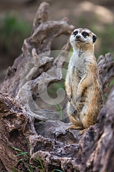 Portrait of Single meerkat or Suricate standing with blurred background