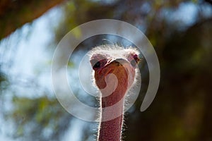 Portrait of single ostrich on ostrich farm