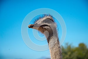 Portrait of single ostrich on ostrich farm