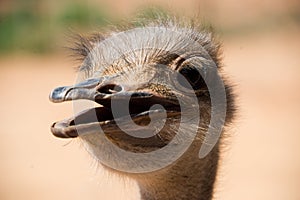 Portrait of single ostrich on ostrich farm