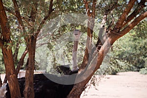 Portrait of single ostrich on ostrich farm