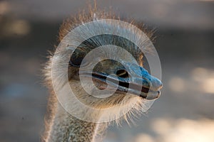 Portrait of single ostrich on ostrich farm