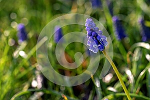 A portrait of a single purple and blue bell hyacinth standing in a garden in front of other plants and flowers of its kind. The