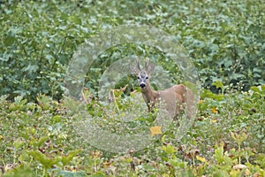 Portrait of single Roebuck in green meadow feeding on melons