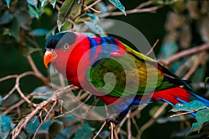 Portrait of A single Tricolor Parrot, Lorius Lory