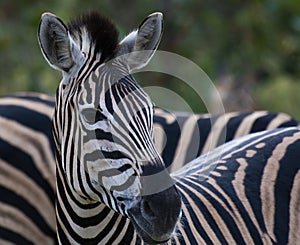 Portrait of single Zebra, Equus looking at camera