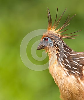 Portrait of the singular Hoatzin photo