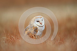 Portrait of Sitting Barn Owl in light grass