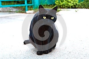 Portrait of a sitting black cat with bright contrasting eyes.