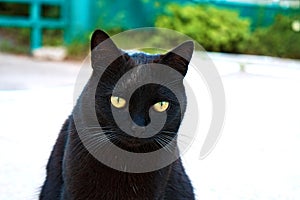 Portrait of a sitting black cat with bright contrasting eyes.