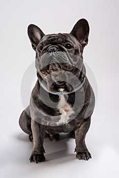 Portrait of a sitting blue french bulldog looking confident to the left side.