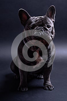 Portrait of a sitting blue french bulldog looking to the left side. Studio shot against dark background