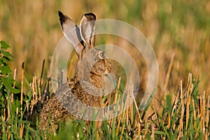 Portrait of a sitting brown hare