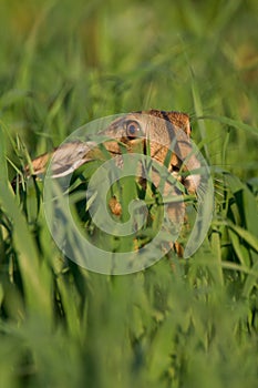 Portrait of a sitting brown hare