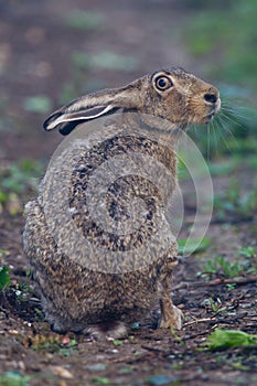 Portrait of a sitting brown hare