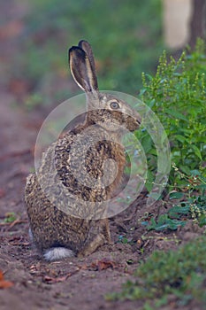 Portrait of a sitting brown hare