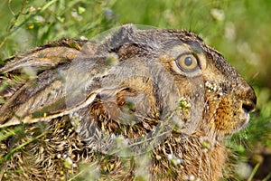 Portrait of a sitting brown hare