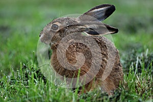 Portrait of a sitting brown hare (lepus europaeus)