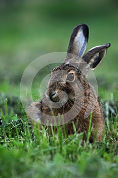 Portrait of a sitting brown hare (lepus europaeus)