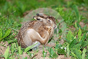 Portrait of a sitting brown hare (lepus europaeus)