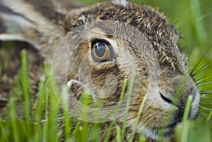 Portrait of a sitting brown hare (lepus europaeus)