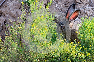 Portrait of a sitting brown hare or lepus europaeus