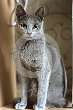 Portrait of a Sitting Cat. Young thoroughbred pedigreed cat. Breed Russian Blue