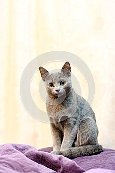 Portrait of a Sitting Cat. Young thoroughbred pedigreed cat. Breed Russian Blue