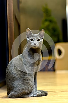 Portrait of a Sitting Cat. Young thoroughbred pedigreed cat. Breed Russian Blue