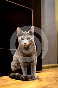 Portrait of a Sitting Cat. Young thoroughbred pedigreed cat. Breed Russian Blue