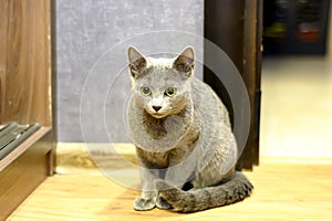 Portrait of a Sitting Cat. Young thoroughbred pedigreed cat. Breed Russian Blue