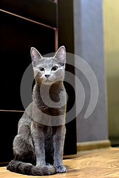 Portrait of a Sitting Cat. Young thoroughbred pedigreed cat. Breed Russian Blue