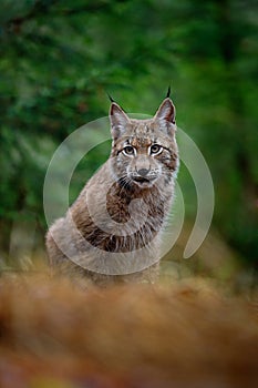 Portrait of sitting Eurasian Lynx in green forest