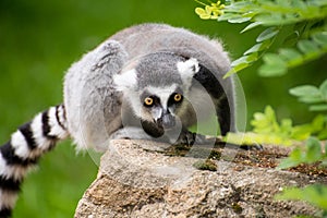 Portrait of sitting frightened lemur kata sitting on rock