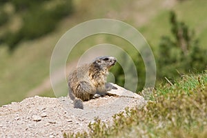 Portrait of sitting and looking marmot