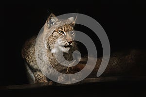 Portrait of a sitting lynx close-up