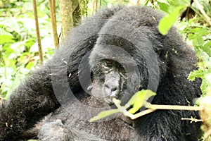 Portrait of sitting Mountain Gorilla