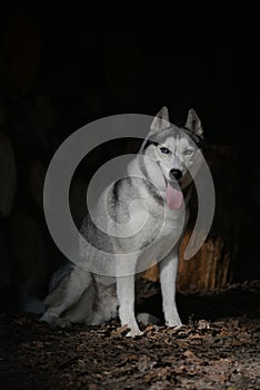 Portrait sitting Siberian Husky